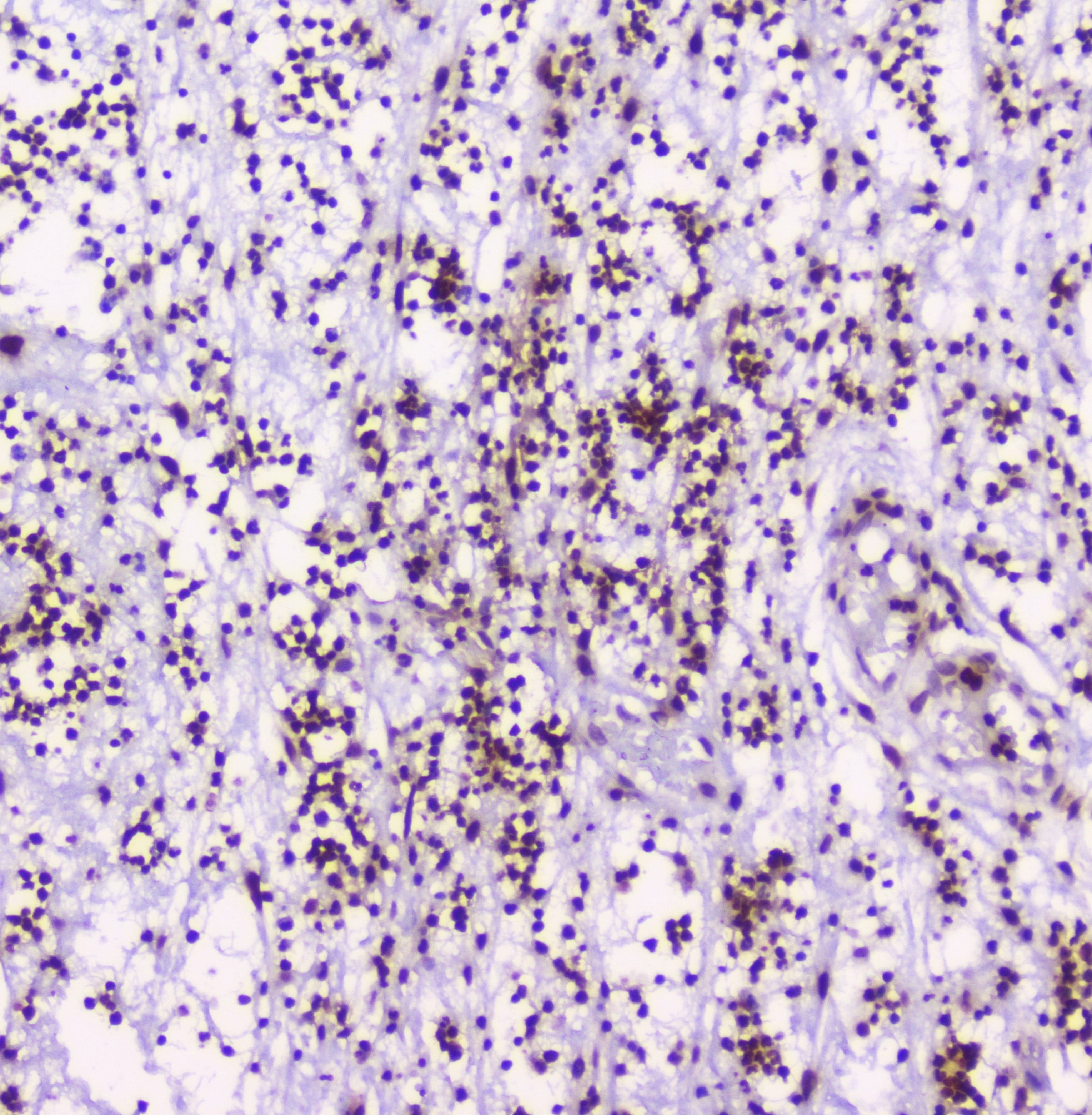 HMGN2 Antibody
