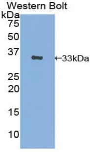 SLC4A1 / Band 3 / AE1 Antibody (aa35-290, APC)