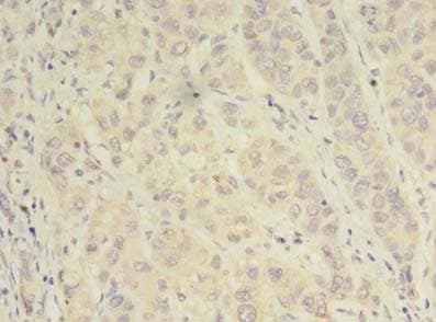 Alpha SNAP Antibody