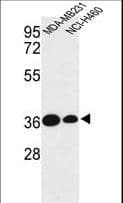 TAZ Antibody (aa32-60)