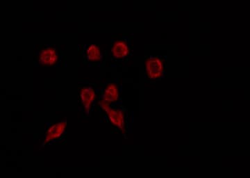 ZNF446 Antibody