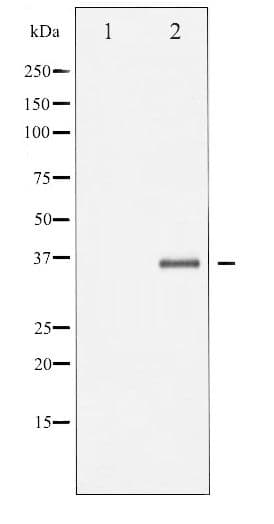 Ephrin B1+B2 Antibody (phospho-Tyr330)
