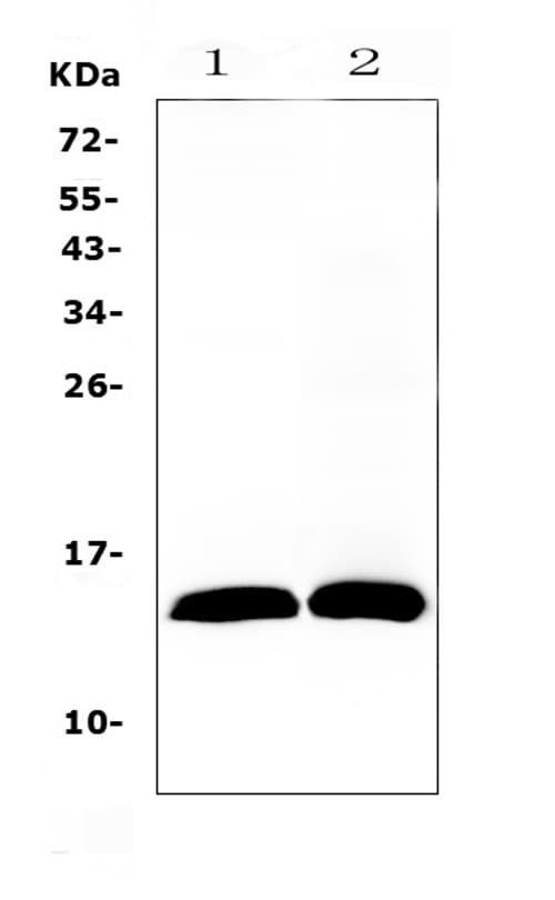 TFF2 / SP Antibody