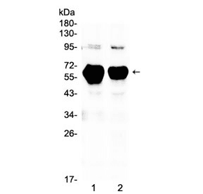 AMY1A / Salivary Amylase Antibody