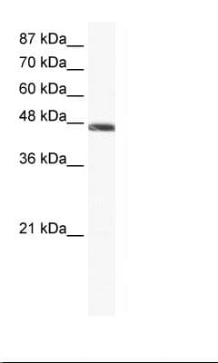Polyclonal Rabbit anti-Human ENO1 / Alpha Enolase Antibody (C-Terminus, WB)