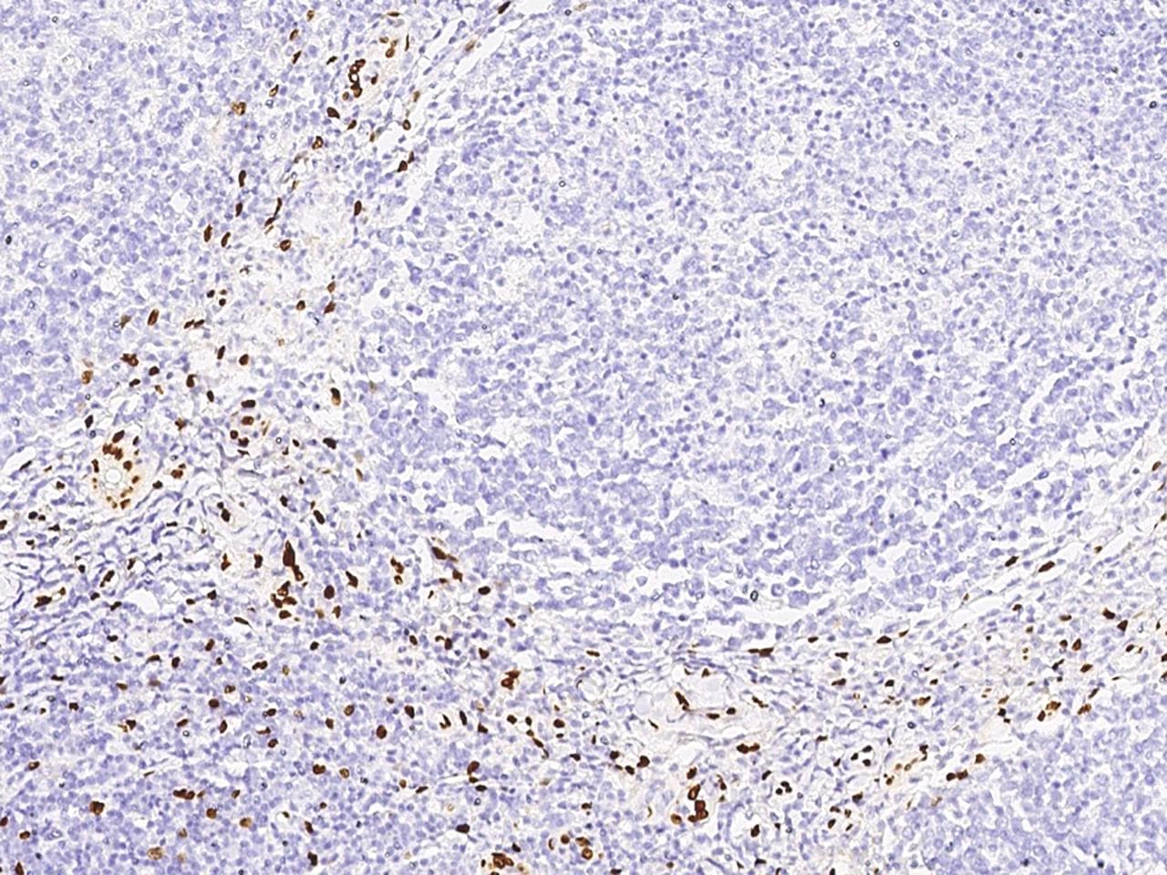 IL-33 Antibody (clone 27, Preservative Free)