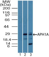 APH1A / APH-1 Antibody (aa80-130)