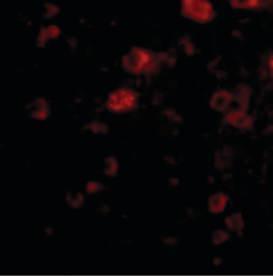 VGF Antibody