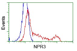 NPR3 Antibody (clone OTI11A6)