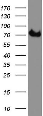 CD68 Antibody (aa22-319, clone UMAB150)