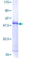 Human FHL3 Protein (Recombinant GST)
