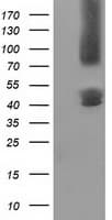 Monoclonal Mouse anti-Human Gephyrin Antibody (clone OTI3B6, IHC, IF, WB)