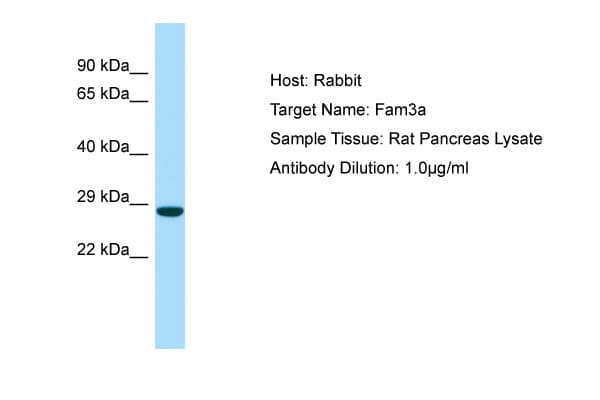 Polyclonal Rabbit anti-Rat FAM3A Antibody (aa151-200, WB)