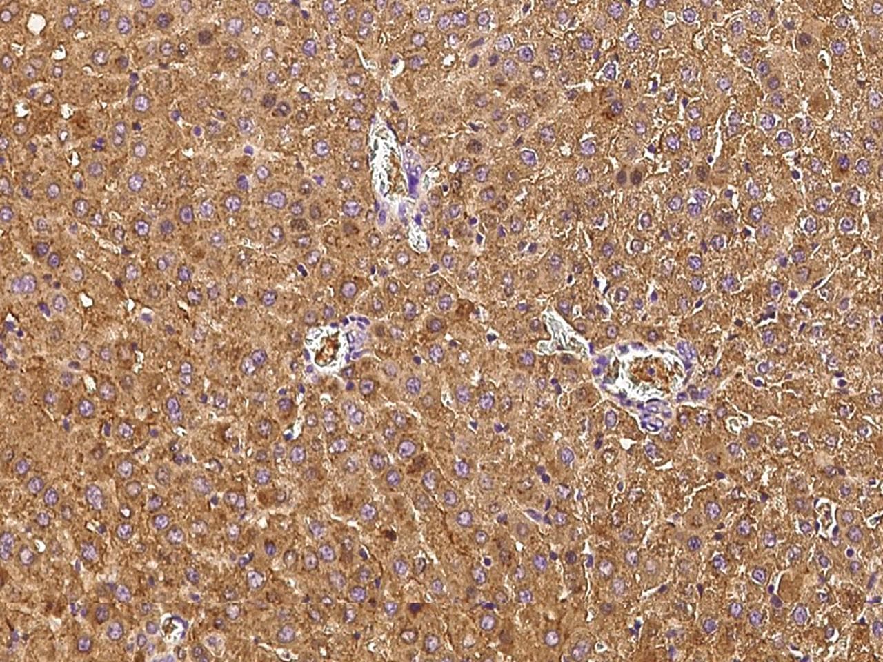Polyclonal Rabbit anti-Rat TF / Transferrin Antibody (Preservative Free, IHC, IF)