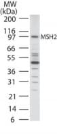 IHC-plus™ MSH2 Antibody (aa550-600)