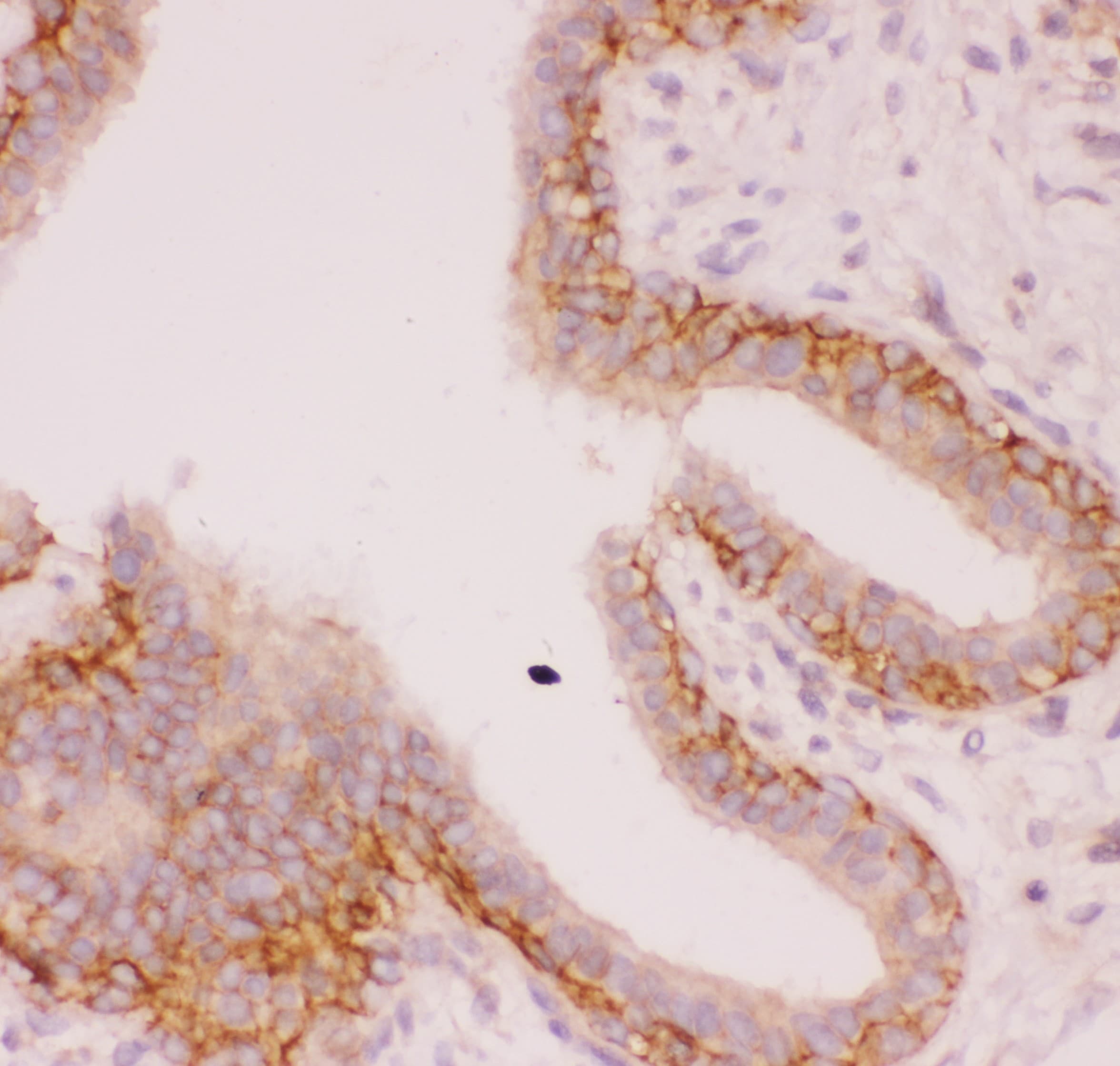 SLC9A1 / NHE1 Antibody (aa543-815)