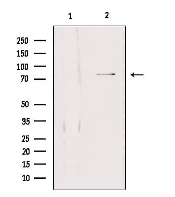 SLC5A3 Antibody