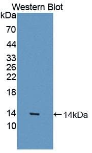 MSTN / GDF8 / Myostatin Antibody (aa267-376, APC)