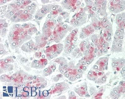 KLK1 / Kallikrein 1 Antibody (Biotin)