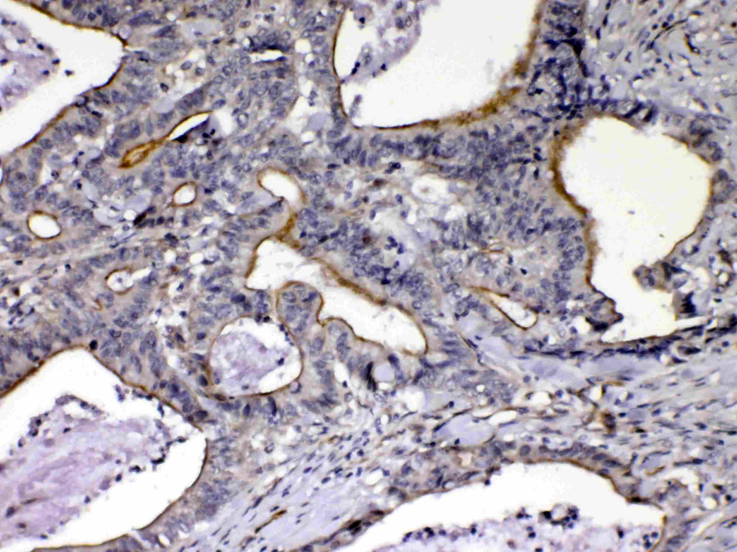 CCN3 / NOV Antibody