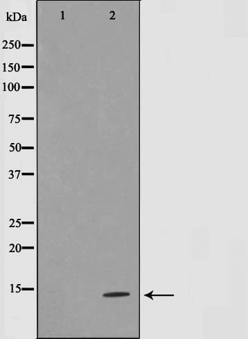 SUMO1 / SMT3 Antibody
