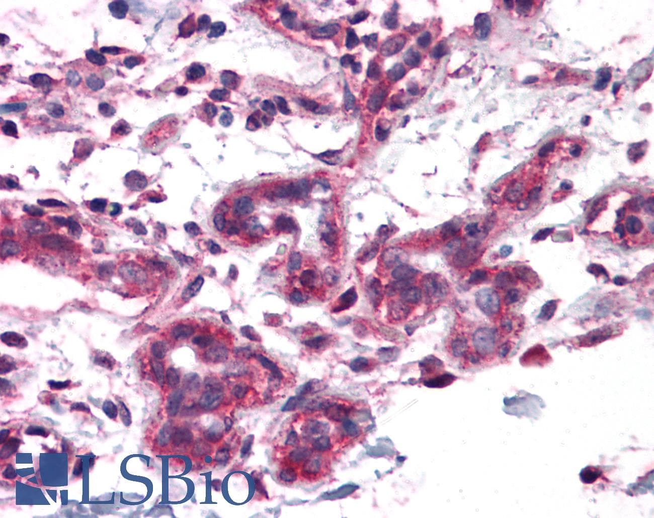 IHC-plus™ BCAS4 Antibody