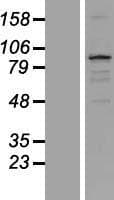 TXLNB Protein (Over-Expression Lysate Myc-DDK (Flag))