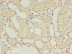 TMEM27 / Collectrin Antibody