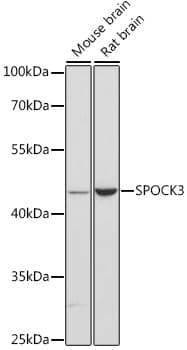 Polyclonal Rabbit anti-Human SPOCK3 Antibody (WB)
