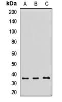 Polyclonal Rabbit anti-Human TOMM34 Antibody (IHC, WB)