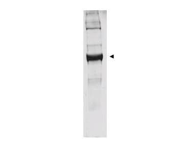 GLUD1/Glutamate Dehydrogenase Antibody