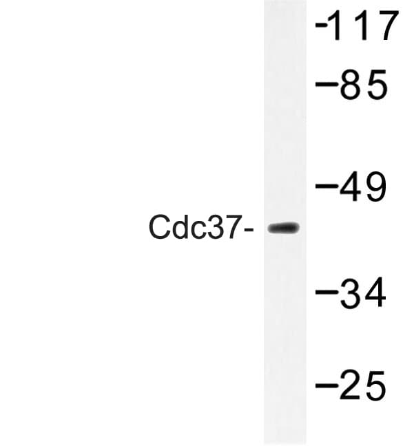 CDC37 Antibody (Phe259)