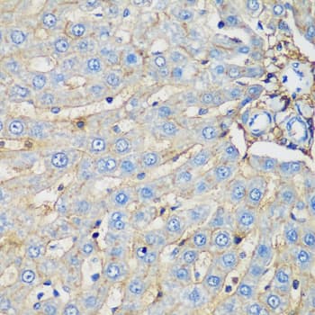 PROCR / EPCR Antibody