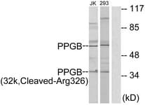 Polyclonal Rabbit anti-Human CTSA / Cathepsin A Antibody (aa277-326, WB)