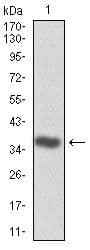 Monoclonal Mouse anti-Human CDK2 Antibody (clone 1A6, IHC, IF, WB)