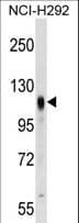 Prominin 2 / PROM2 Antibody (aa440-466)