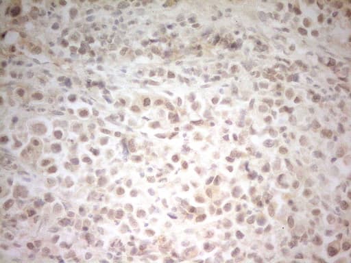 Monoclonal Mouse anti-Human HSF2 Antibody (clone OTI2A7, aa74-324, IHC, WB)