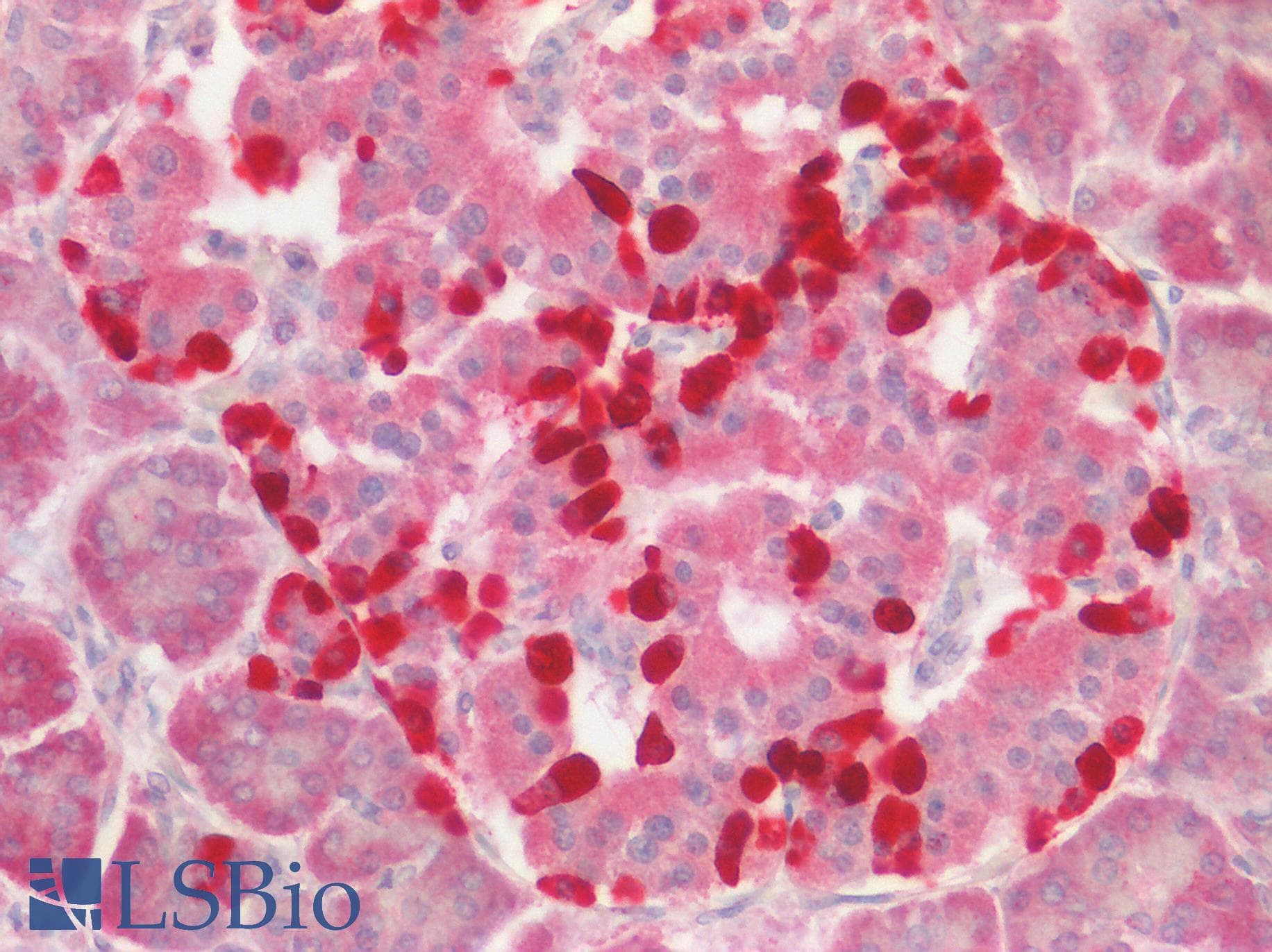 Polyclonal Rabbit anti-Human HS2ST1 Antibody (aa252-301, IHC, WB)