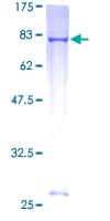 Human TRIM39 / RNF23 Protein (Recombinant GST)
