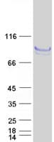 Human FLRT1 Protein (Recombinant Myc-DDK (Flag))