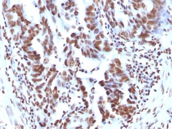 Histone Antibody (clone 1415-1)