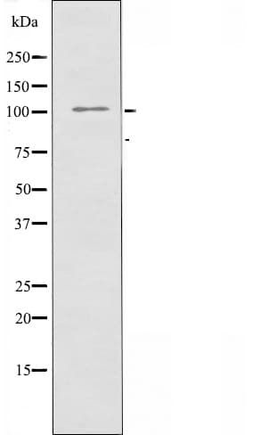 RAPGEF3 / EPAC Antibody
