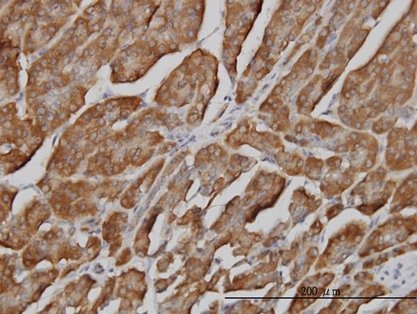 BPNT1 Antibody (clone 2E1)