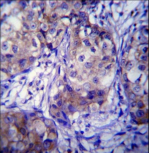 Polyclonal Rabbit anti-Human CYP1A1 Antibody (aa252-280, IHC, IF, WB)