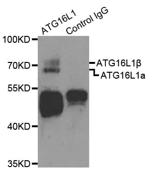 ATG16L1 / ATG16L Antibody