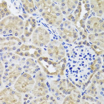 CGB7 Antibody