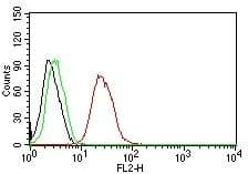 ESR2 / ER Beta Antibody (C-Terminus, clone ESR2/686, Ready-to-Use)