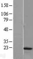 MRLC2 / MYL12B Protein (Over-Expression Lysate Myc-DDK (Flag))
