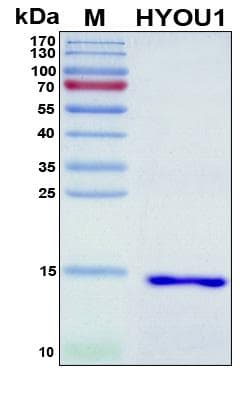 Human HYOU1 / ORP150 Protein (Recombinant 6His, N-terminus)