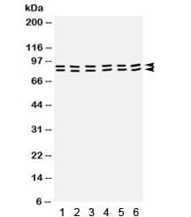 Polyclonal Rabbit anti-Human STAT1 Antibody (IHC, WB)